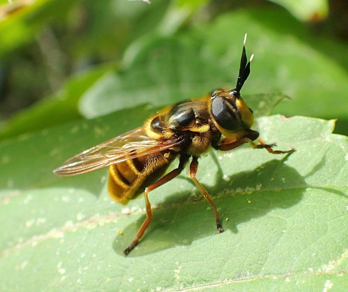 Callicera spinolae